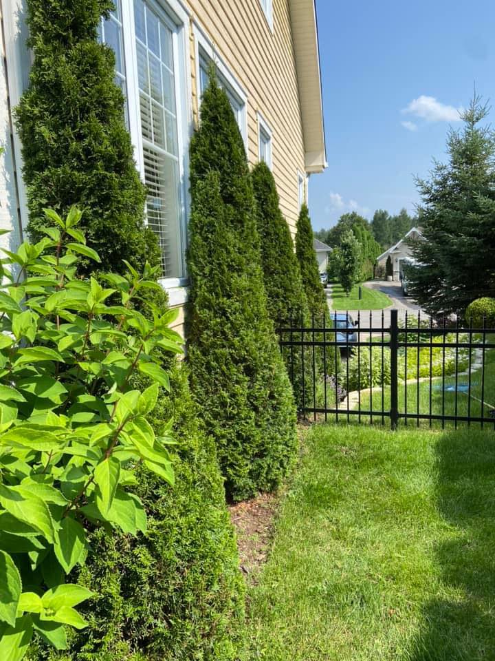 Haies Cetera - Spécialistes en taille de haies de cèdres, arbustes et entretien paysager dans les Laurentides 819-996-HAIE (4243)