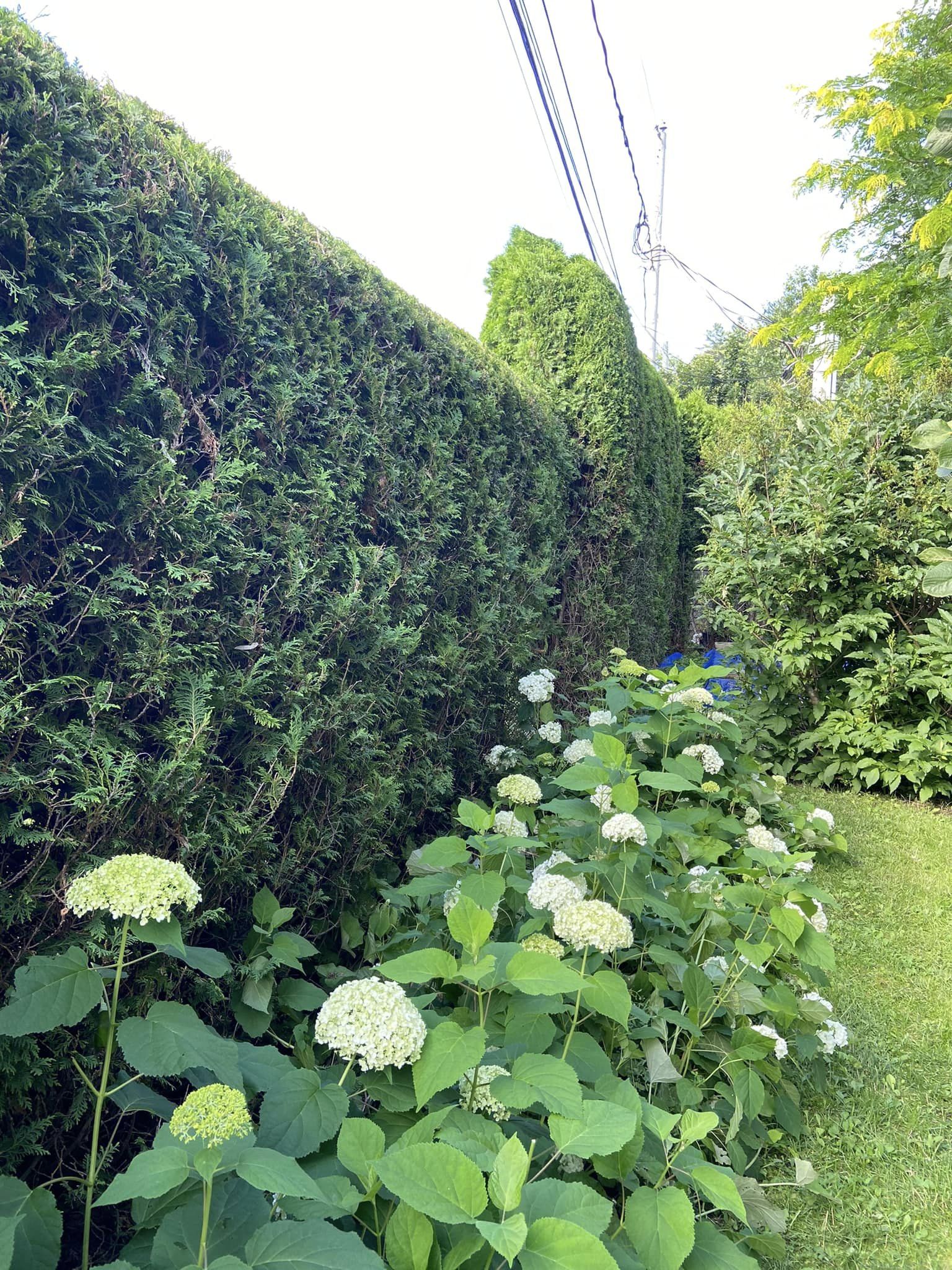 Haies Cetera - Specialists in cedar hedge trimming in Saint-Sauveur, Laurentides